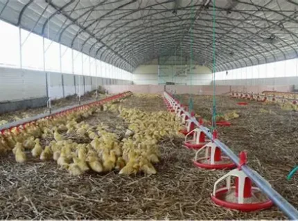 Ferme pasari